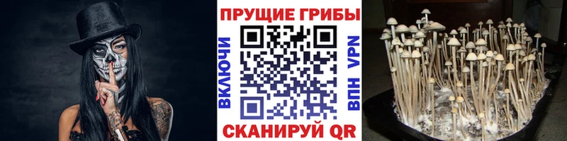 Купить закладки  Бор  Галлюциногенные грибы прущие грибы 